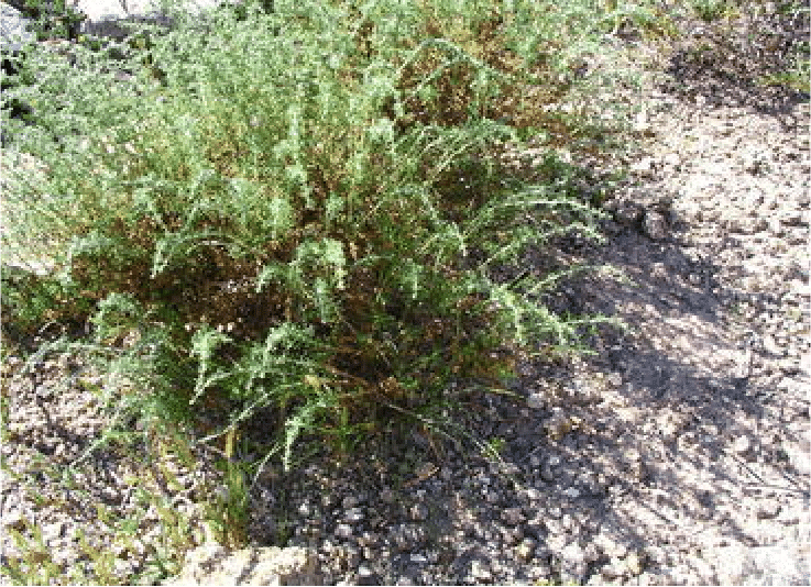 Ảnh của Artemisia Herba-Alba